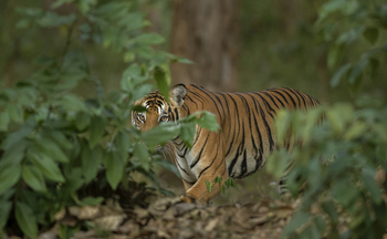 The Bison Resort: Tiger