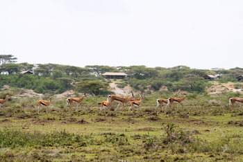 Ubuntu Migration Camp: Grant's Gazellen