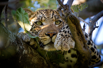Vumbura Plains Camp: Leopard im Baum