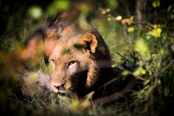 Vumbura Plains Camp: Löwe im Unterholz