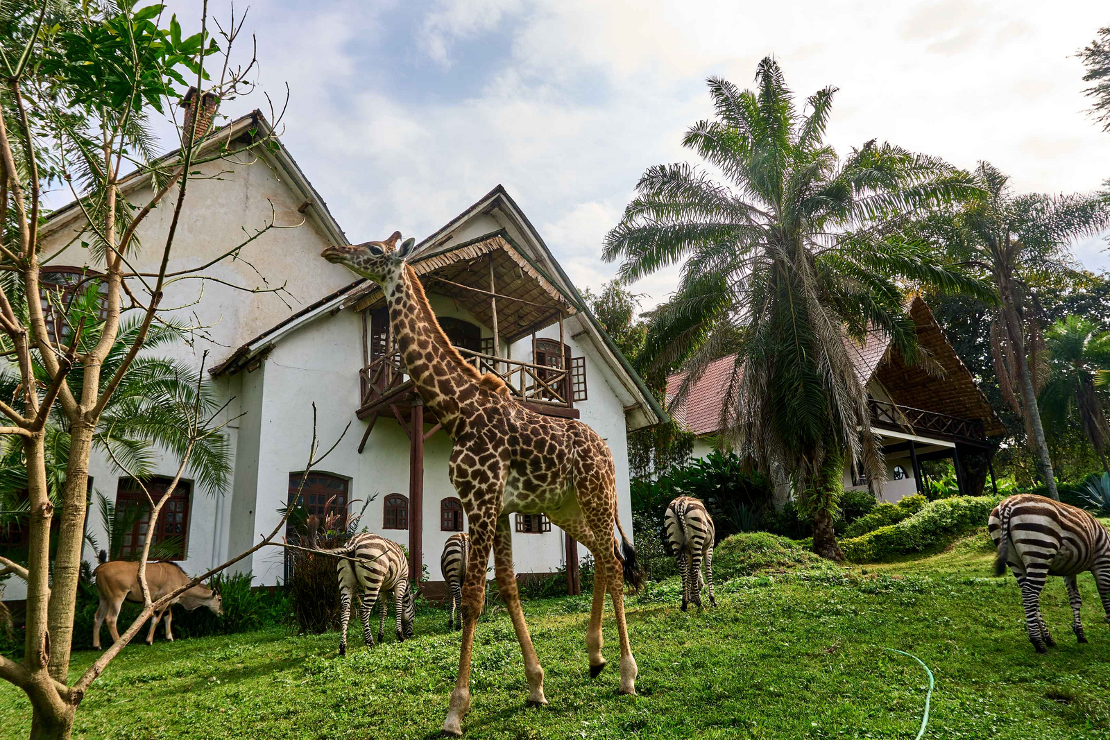 Arusha Safari Lodge Arusha Safari Lodge: Giraffe vor Veranda am Morgen
