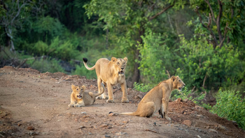 Aramness Aramness: Löwen auf der Piste