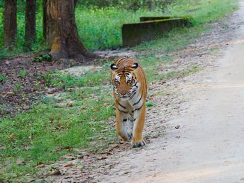 Bagh Villas: Tiger unterwegs