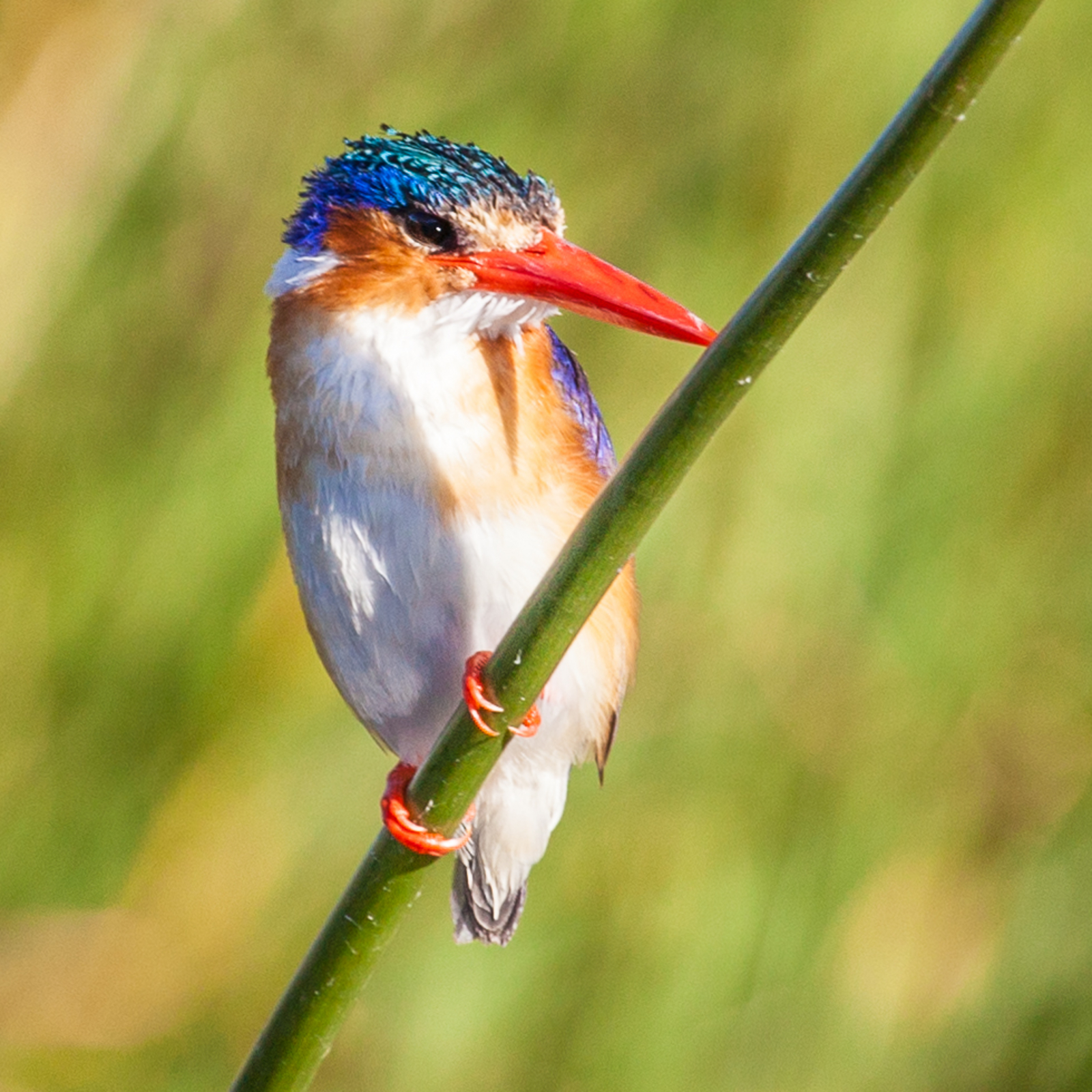 Chief's Island Chief's Island: Malachite Kingfisher