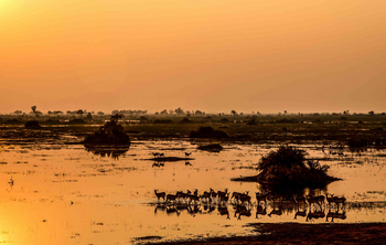Duba Plains Camp: Rote Moorantilopen in Flutgebiet