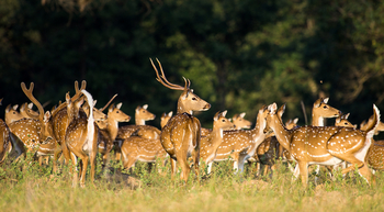 Flame of the Forest Safari Lodge: Herde von Axishirschen