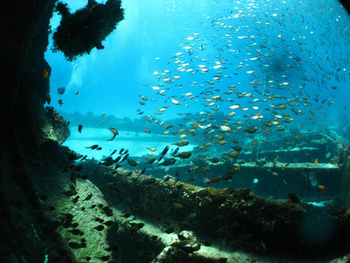 Fundu Lagoon: Tauchen