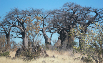 Ghoha Hills Savuti Lodge Ghoha Hills Savuti Lodge: Baobab Theatre