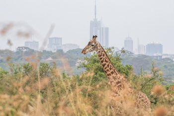 Giraffe Manor: Nairobi National Park