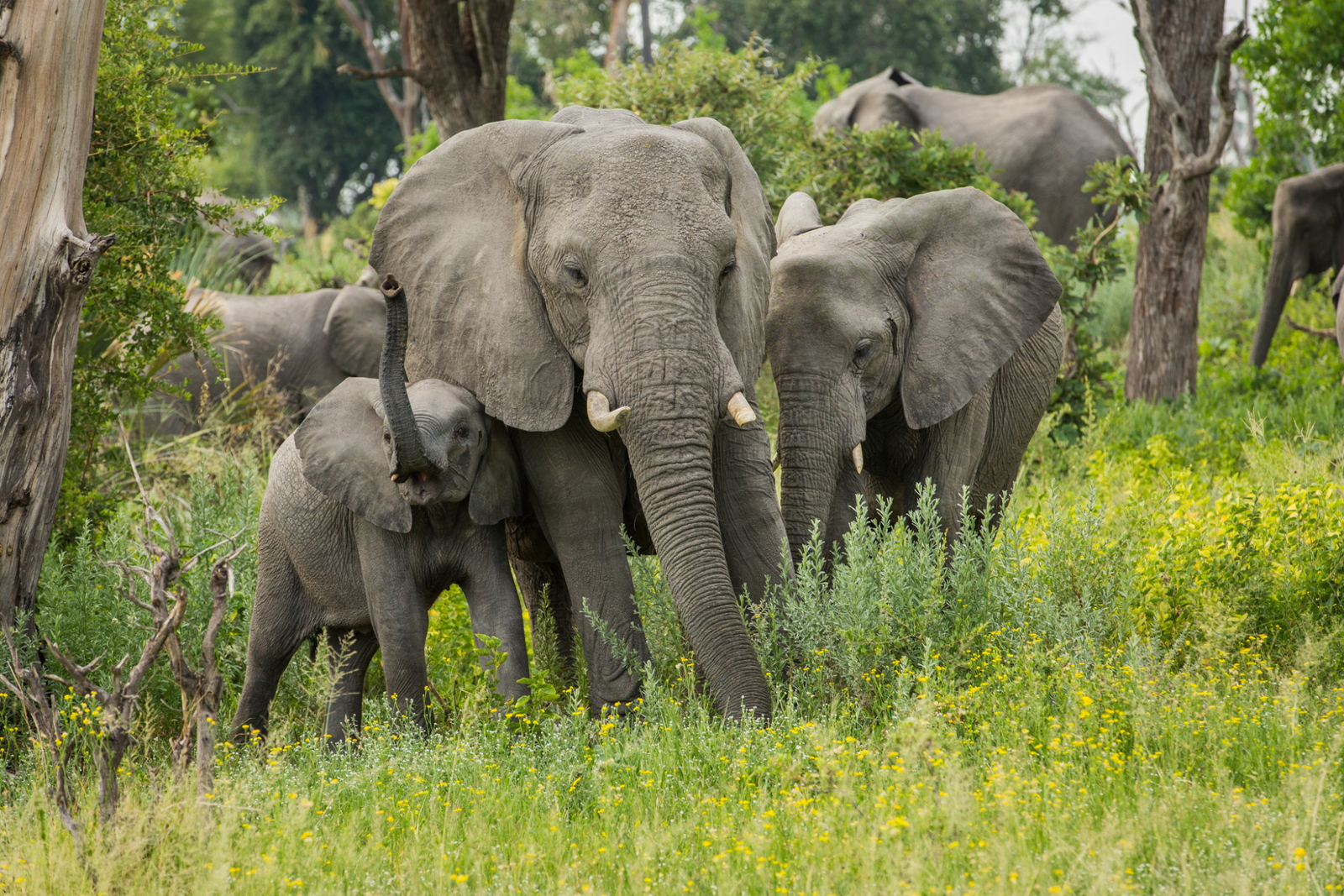 Gomoti Plains Camp Gomoti Plains Camp: Tiere und Landschaft