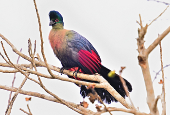 Gorongosa Safaris: Turaco