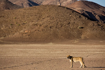 Hoanib Elephant Camp: Einsame Löwin