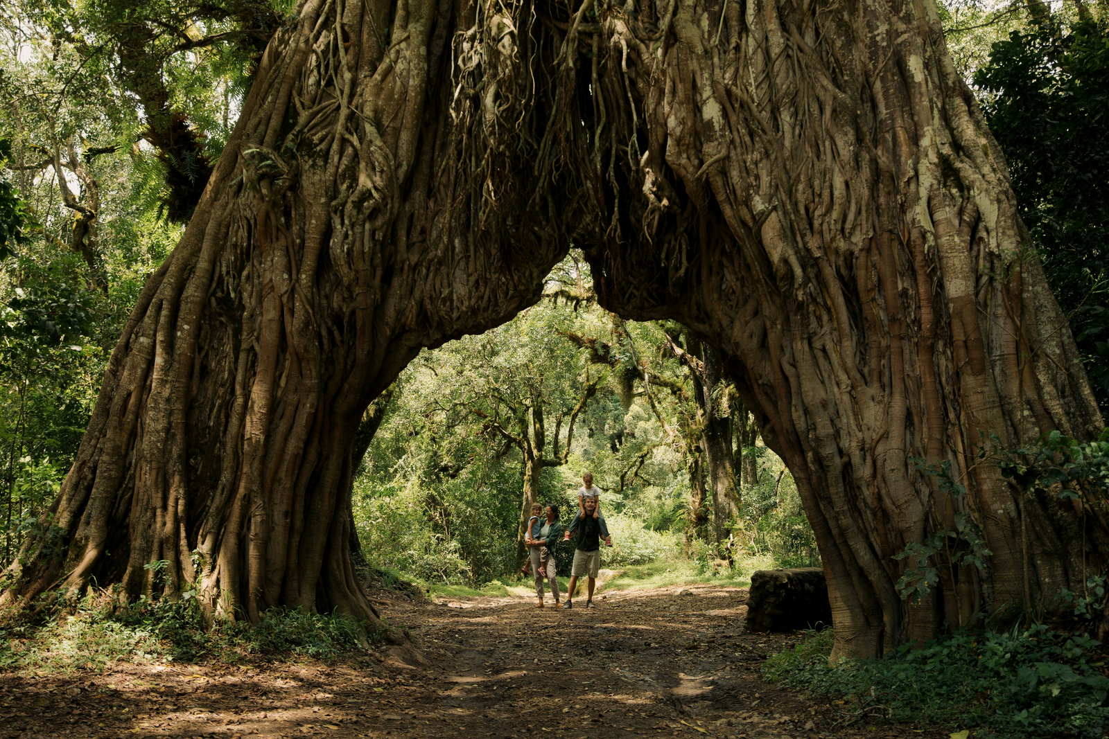 Koroi Forest Camp Koroi Forest Camp: Baum