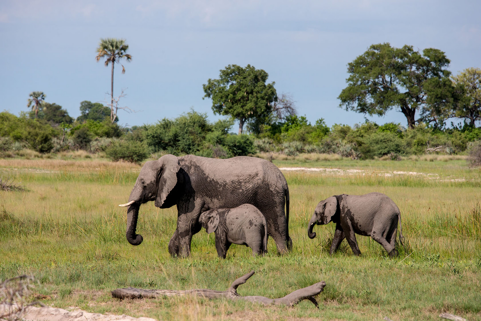 Little Tubu Camp Little Tubu Camp: Elefanten