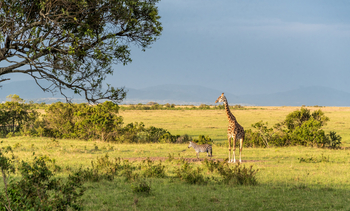 Losokwan Luxury Tented Camp: Giraffe neben Zebra