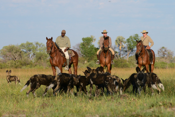 Macatoo Camp: Wildhunde und Reiter