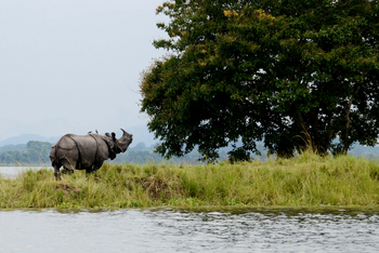 Männliches Panzernashorn in Kaziranga