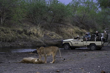 Mashatu Game Reserve: Löwenpärchen