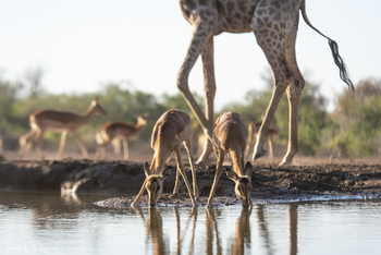 Mashatu Photographic Hide: Trinkende Impalas