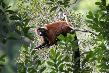 Masoala Forest Lodge: Endemischer, roter Vari