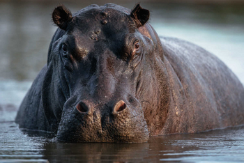 Mogotlho Safari Lodge Mogotlho Safari Lodge: Nilpferd