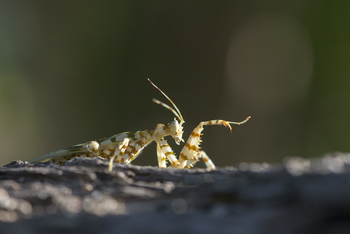 Nuarro Lodge: Gottesanbeterin