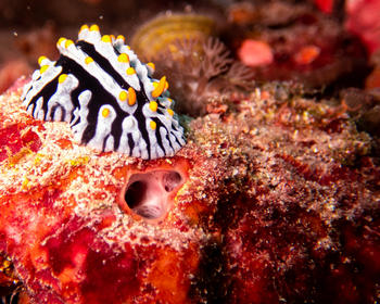 Nuarro Lodge: Meeresschnecke