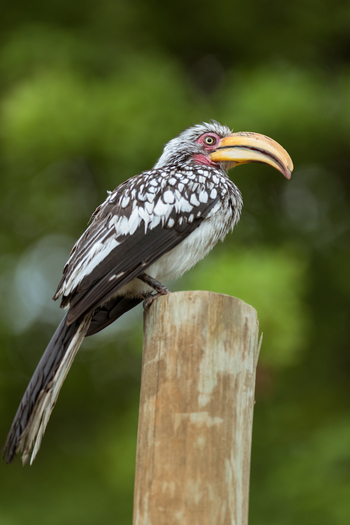 Nxai Pan Camp: Gelbschnabeltoko im Camp