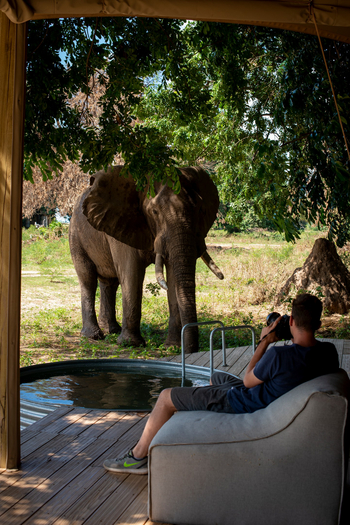 Nyamatusi Camp Nyamatusi Camp: Elefant vor Terasse