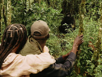 One and Only Gorilla's Nest: Gäste und Gorilla