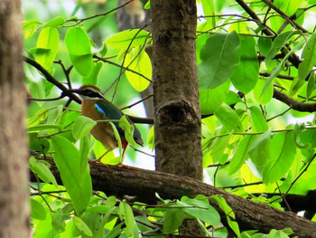 Pench Jungle Camp: Indian Pitta