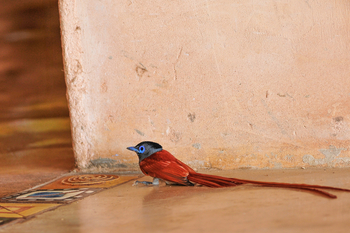 Royal Zambezi Lodge: Male Paradise Flycatcher