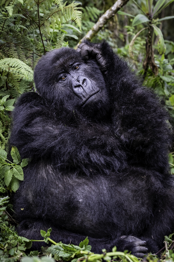 Sabyinyo Silverback Lodge: Schräge Pose