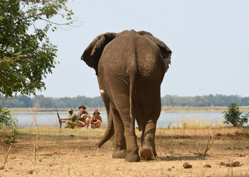 Sausage Tree Camp: Elefant und Gäste