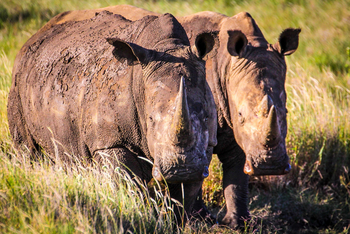 Sirikoi Lodge Sirikoi Lodge: Nashörner
