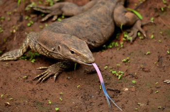 Syna Tiger Resort: Indian Monitor Lizard