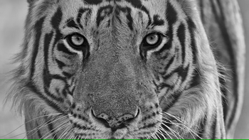 The Serai Bandipur: Tigergesicht