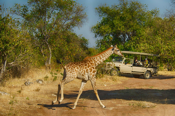 Tlouwana Camp Tlouwana Camp: Giraffe