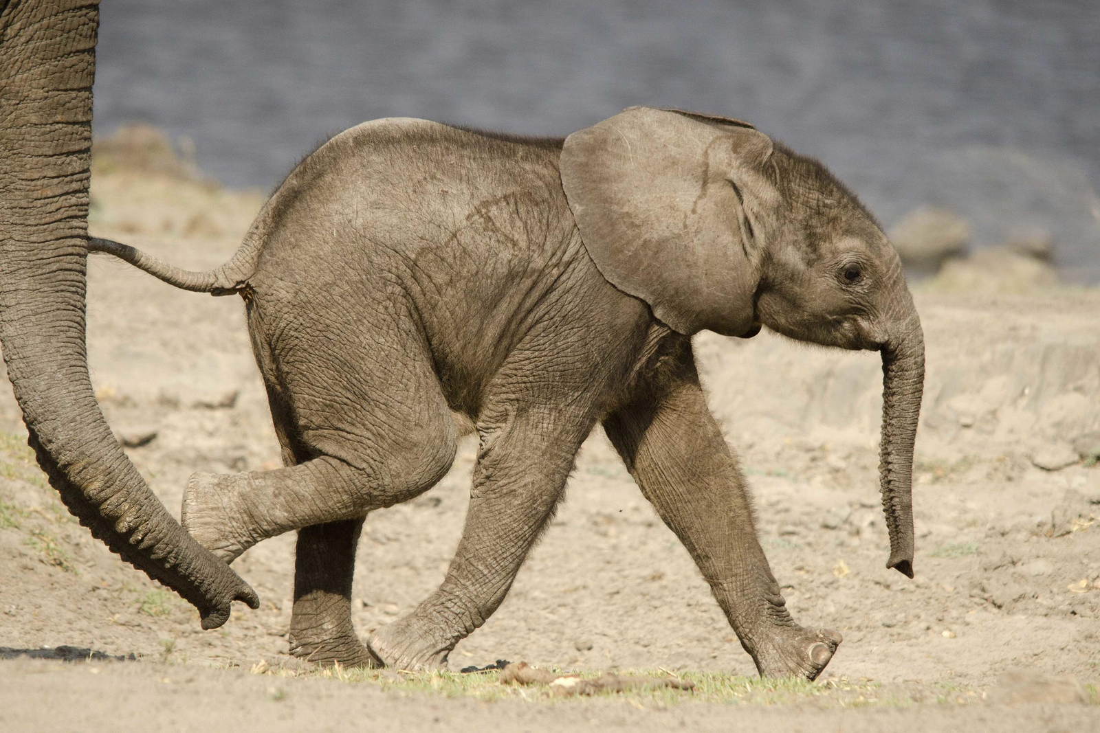 Tlouwana Camp Tlouwana Camp: Kleiner Elefant