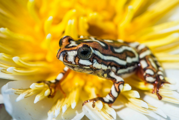 Vumbura Plains Camp: Leopardenfrosch