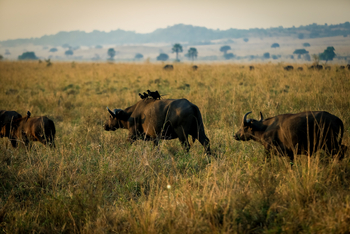 Adere Safari Lodge: Glanzstare auf Büffel