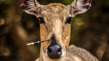 Aramness Aramness: Nilgai-Antilope mit Stachel