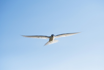 Astove Coral House: Feenseeschwalbe
