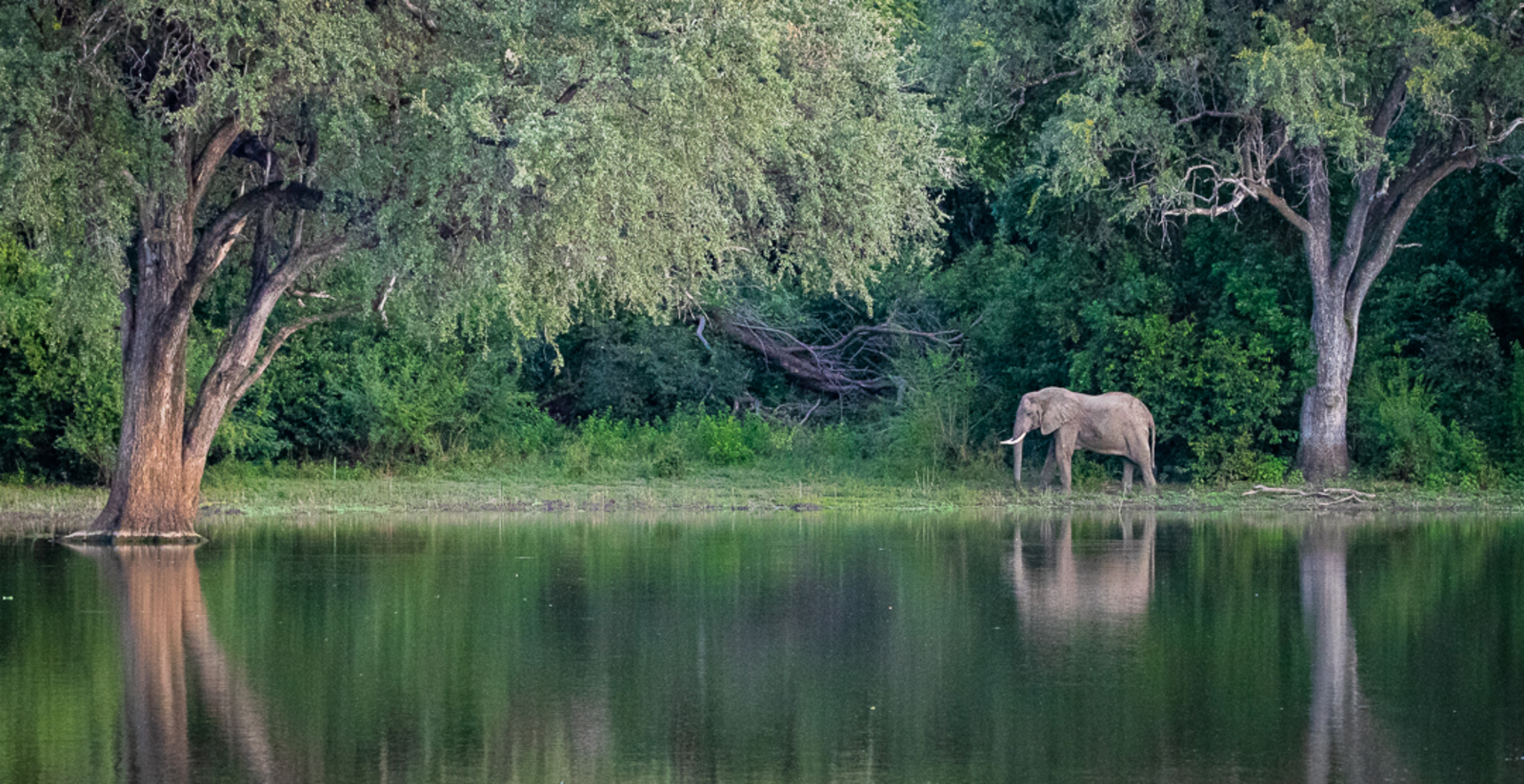 Bushcamp Company Bushcamp Company: Elefant