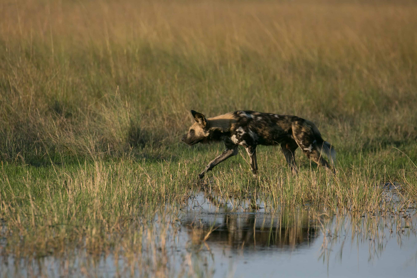 Bushman Plains Camp Bushman Plains Camp: Wildhund