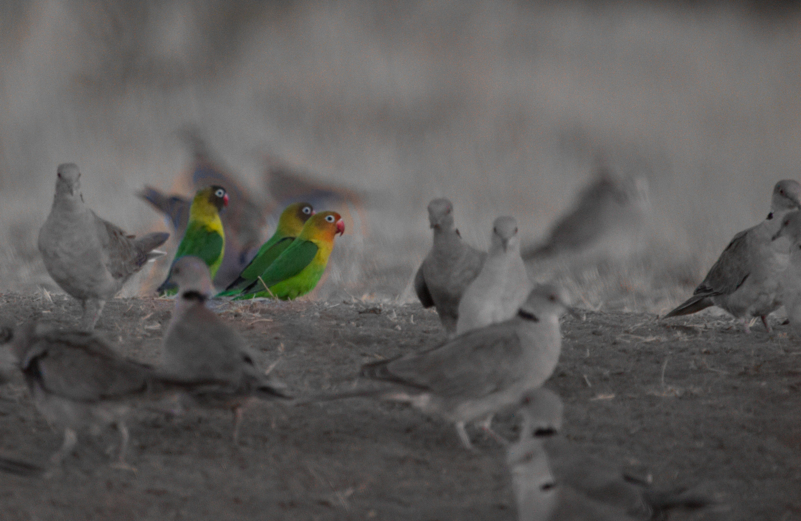 Chem Chem Lodge Chem Chem Lodge: Lovebirds und Ring-Necked Pigeons