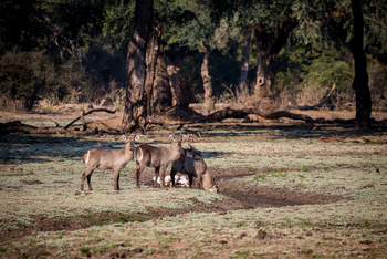 Chikwenya Camp Chikwenya Camp: Antilopenfamilie am Wasser