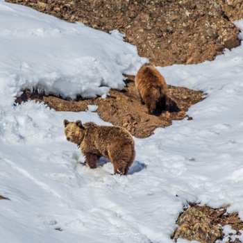 Drenmo Lodge Drenmo Lodge: Himalaya-Braunbär