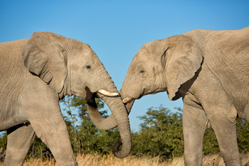 Etosha Heights Game Reserve: Tiere und Landschaft