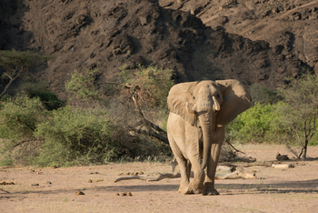 Hoanib Skeleton Coast Camp: Wüstenangepasster Elefant